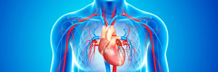 association of cannabis use with cardiovascular outcomes