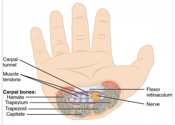 carpal tunnel syndrome chiropractor near me
