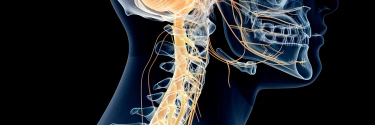 The WAVE 2026 – The Vagus Nerve