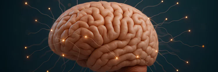 The Addicted Brain How Processed Foods Hijack Reward Pathways